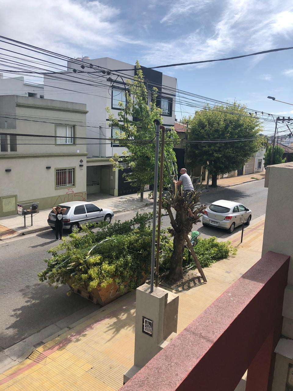 El Municipio infraccionó a un hombre por podar clandestinamente un árbol
