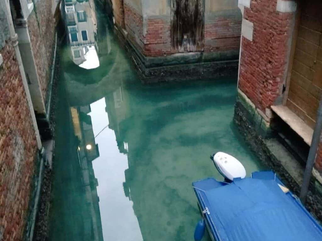 Reaparecen los animales y los canales venecianos, más limpios que nunca