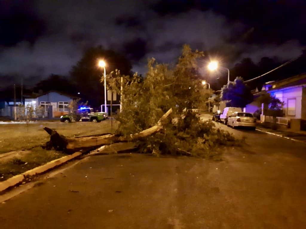Por las fuertes ráfagas de viento, cayó un árbol en la Plaza Ardiles