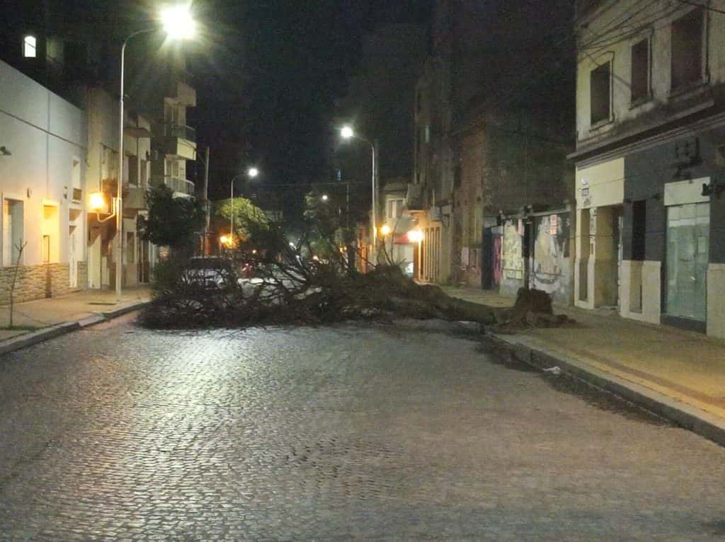 Un árbol caído cortó el tránsito en la calle Chacabuco