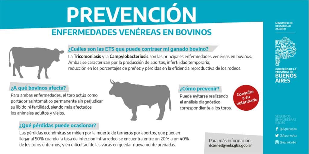 El Ministerio de Desarrollo Agrario  lanzó campaña junto a 80 municipios para prevenir las enfermedades de transmisión sexual en bovinos