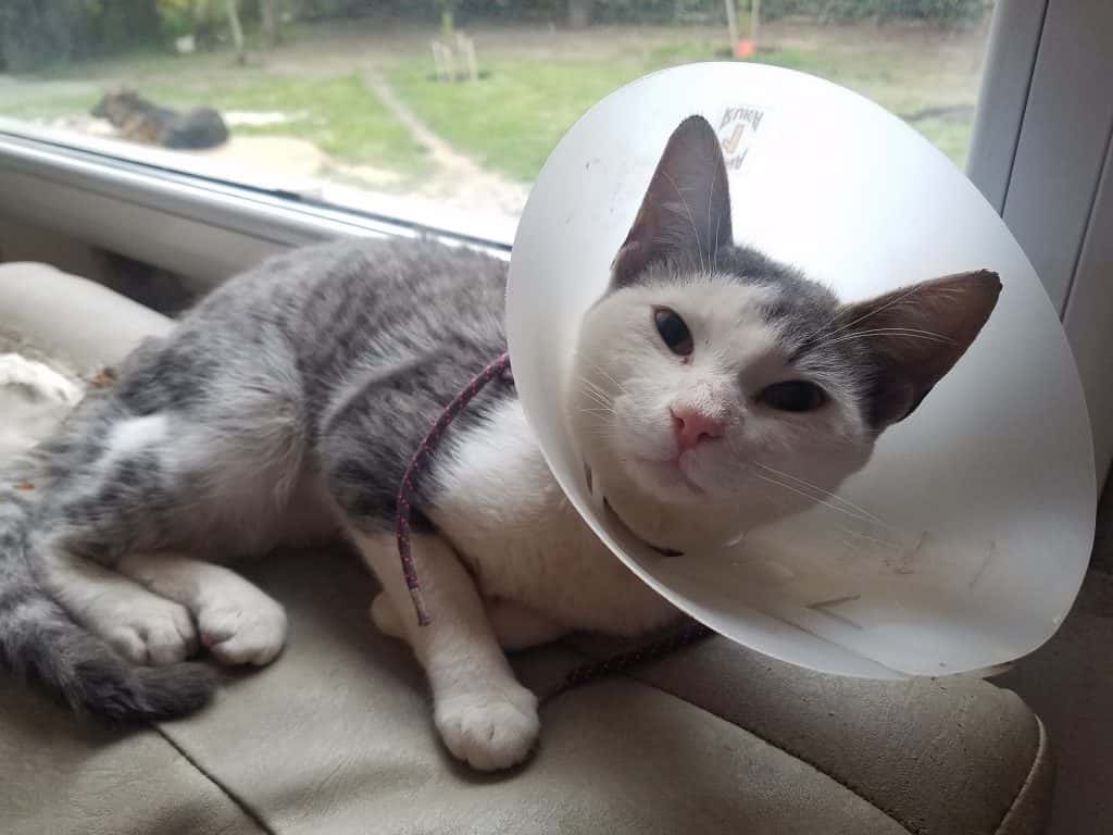 Su gata necesita una costosa operación y solicita ayuda para poder afrontarla