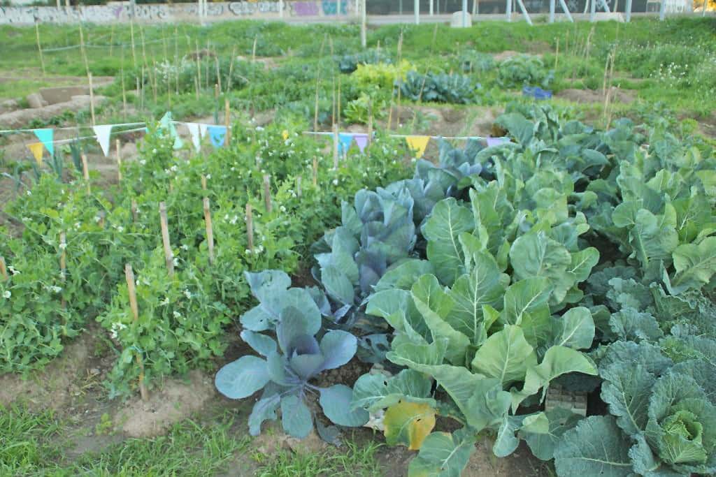 Desarrollo Agrario desarrolla una encuesta para  generar políticas destinadas a unidades hortícolas