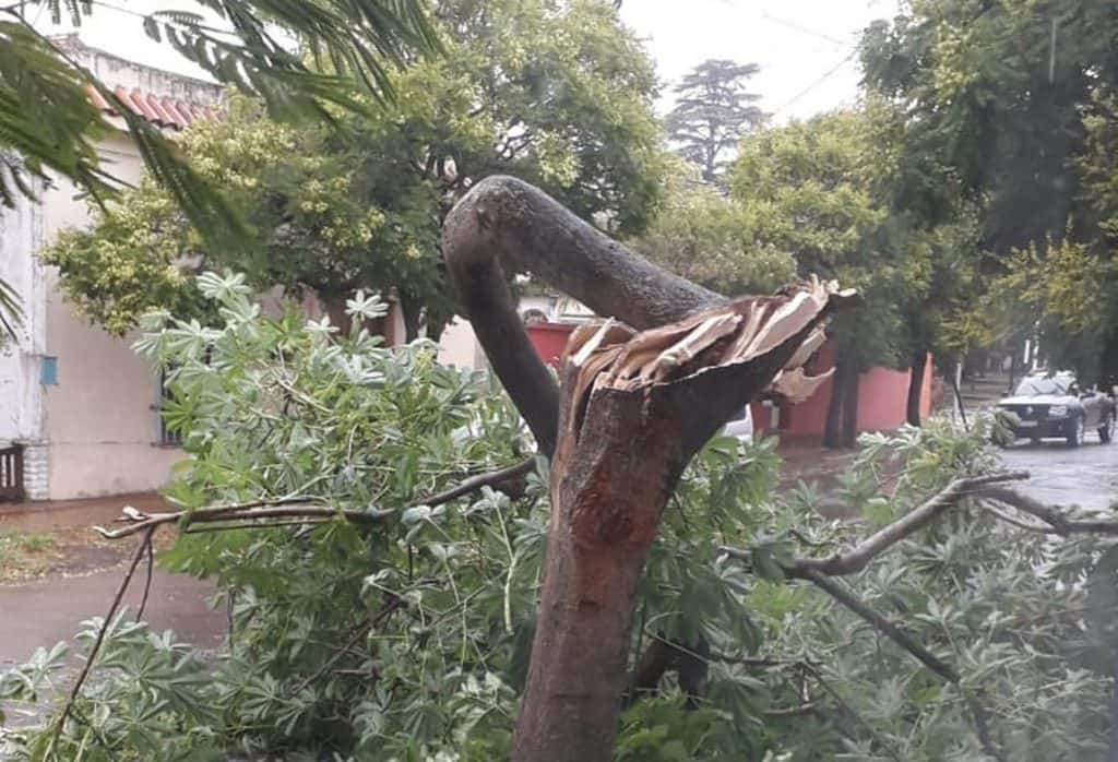 El temporal de viento tiró algunos postes y dejó ramas caídas, pero sin daños de magnitud 