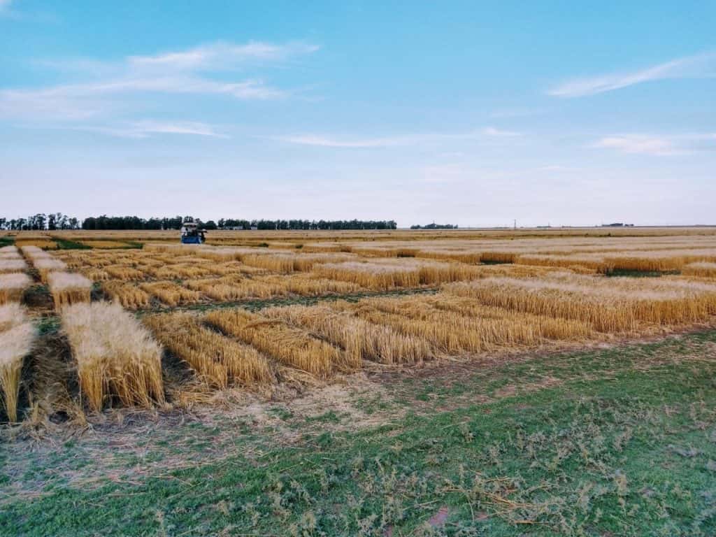Desarrollo Agrario implementa una campaña  con análisis gratuitos sobre la calidad del trigo
