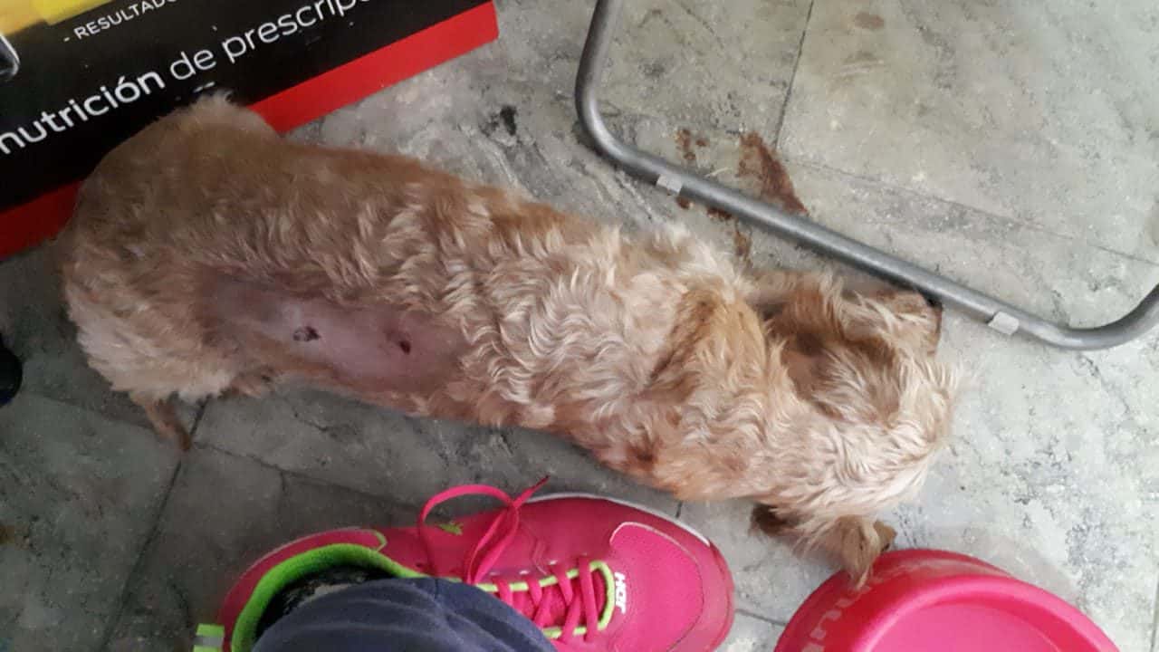 Denunciaron el brutal ataque de un pitbull a una perra en el Paseo de los Españoles 