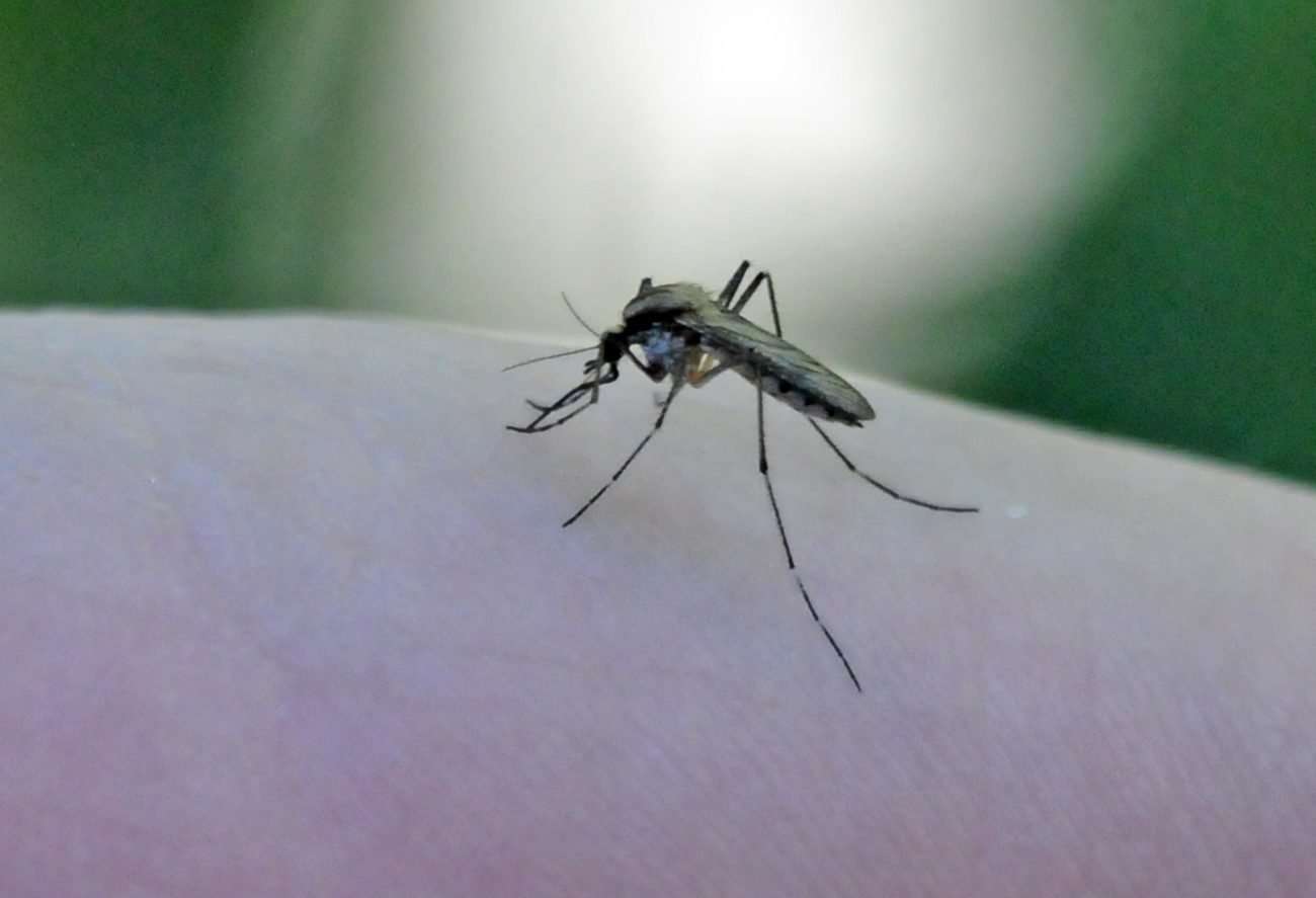 Invasión de mosquitos: ¿Por qué el Municipio decidió no fumigar?