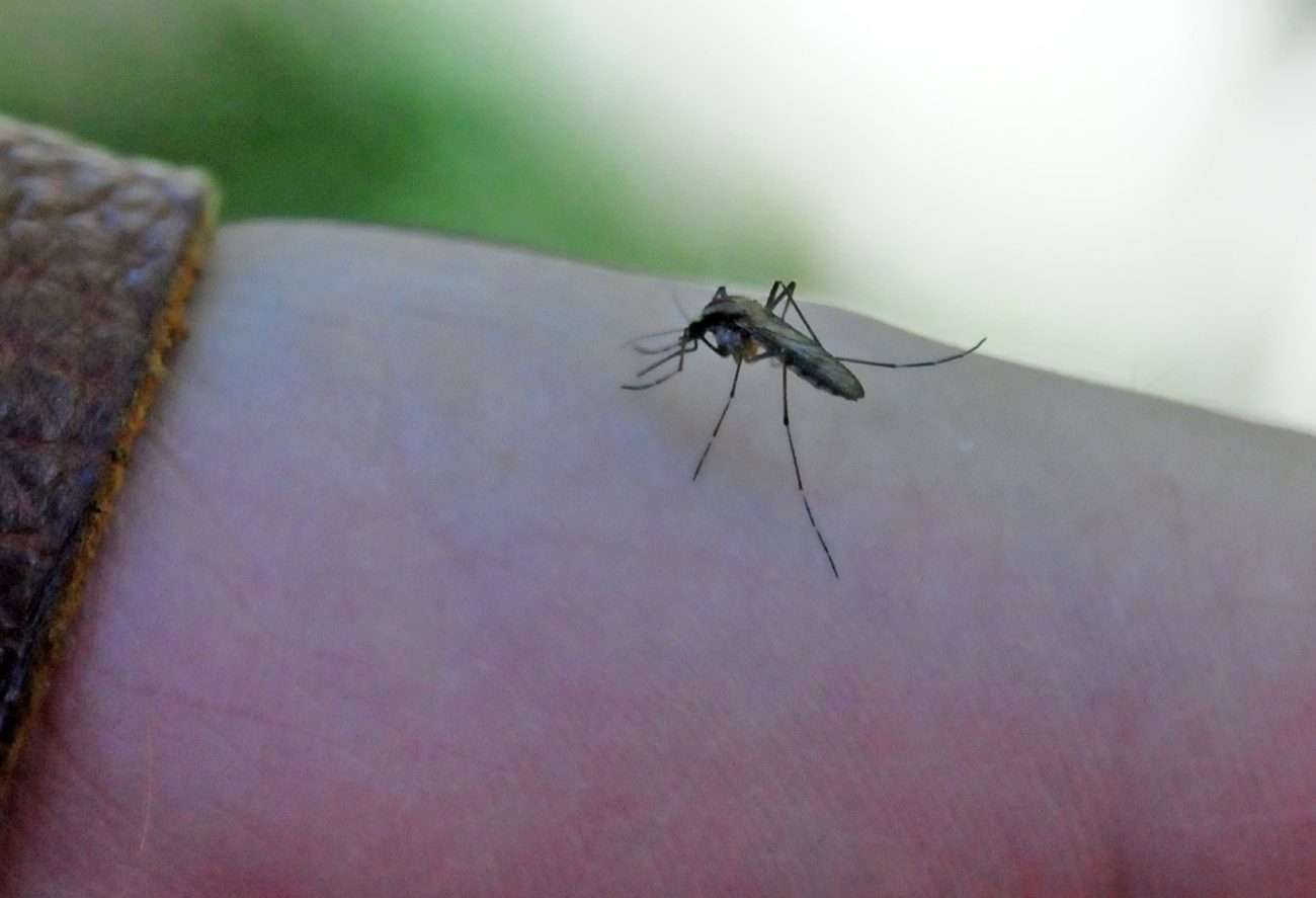 Pese a la aparición de gran cantidad de mosquitos, remarcaron que no hay riesgo inminente de dengue