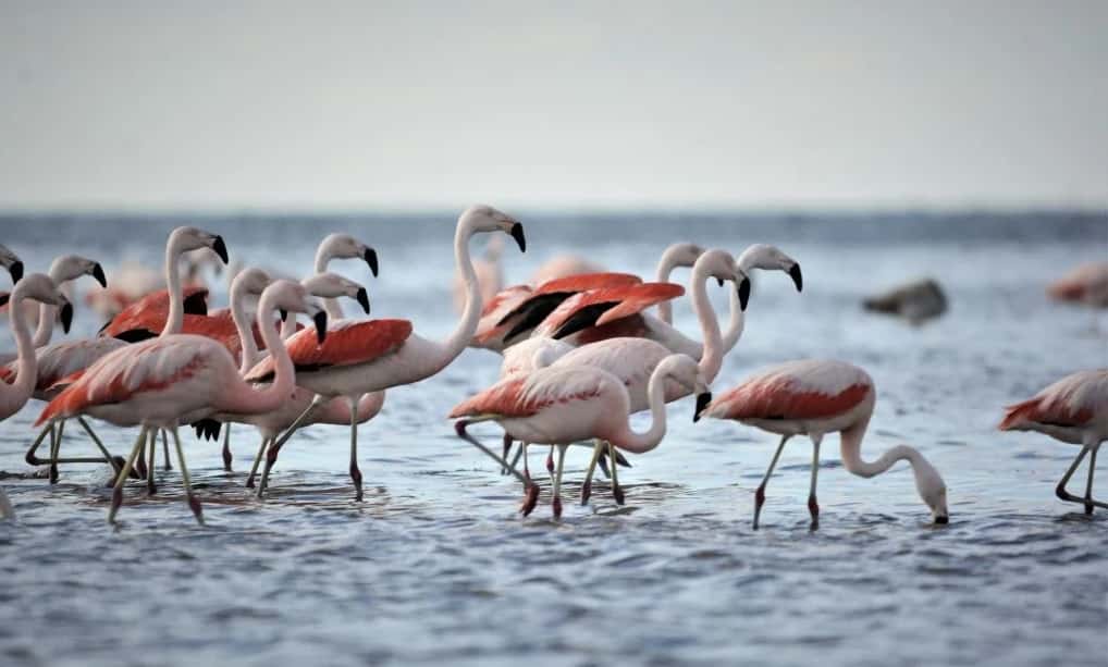 La mayor nidada de flamencos australes de Sudamérica se posó en la laguna de Mar Chiquita