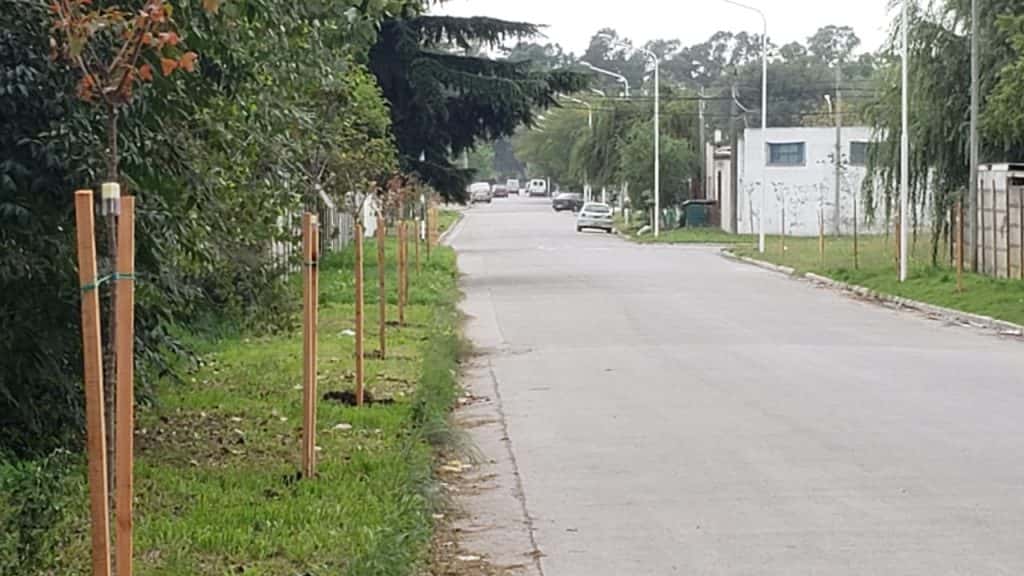 El Municipio avanza con la plantación de árboles en Villa Aguirre