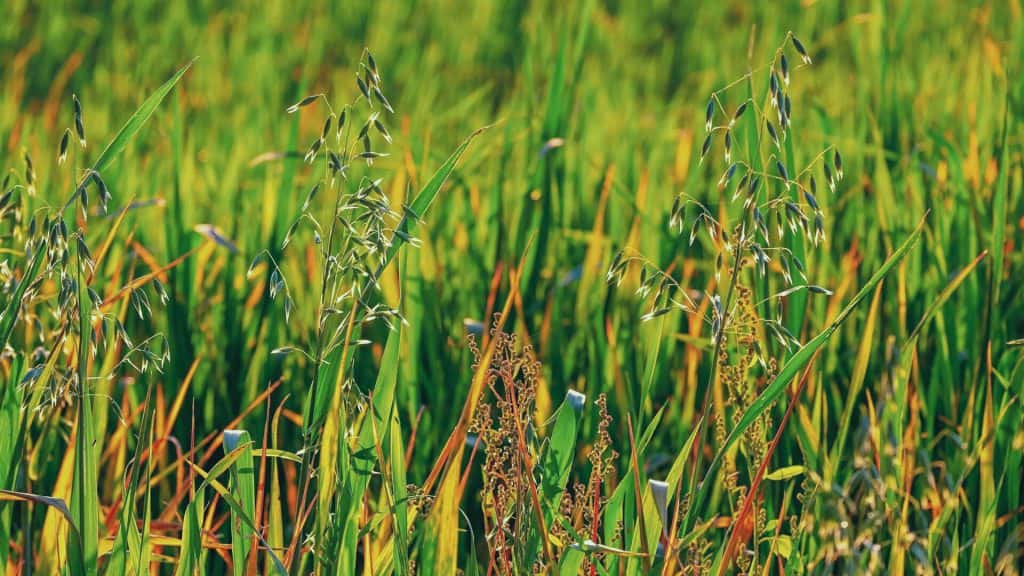 Ciclo de charlas sobre resistencia de malezas a herbicidas, una problemática mundial