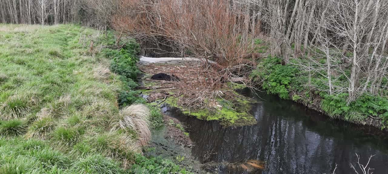 La gestión hídrica del arroyo Langueyú en la mira por la contaminación y el vertido de desechos