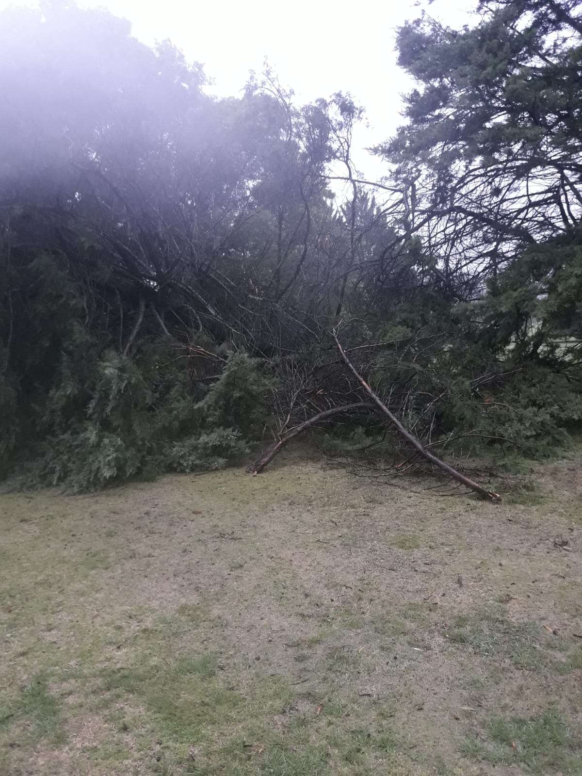 Los fuertes vientos derribaron 10 árboles en el Tandil Golf Club
