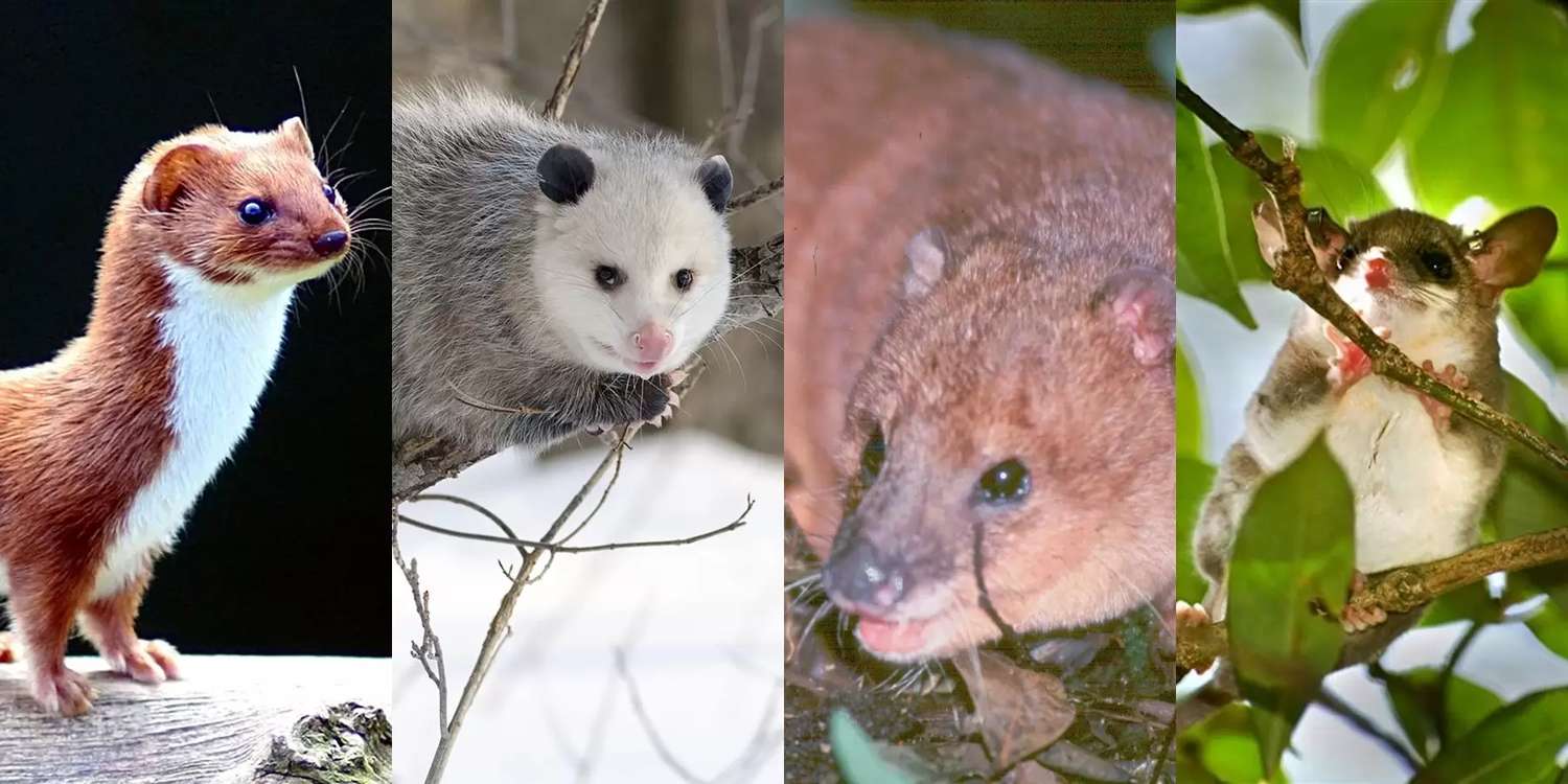 De izquierda a derecha: una comadreja común, zarigüeya de Virginia, comadreja colorada o zarigüeya de cola gruesa y marmota.