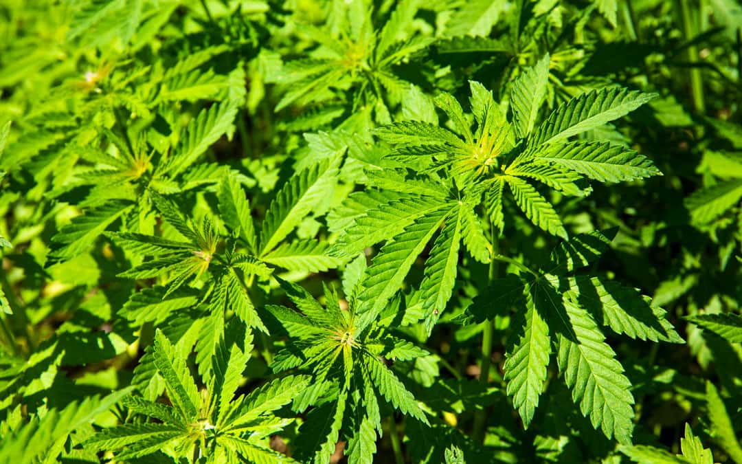 El Tribunal de Casación Penal ordenó que le devuelvan las plantas de cannabis a un paciente oncológico