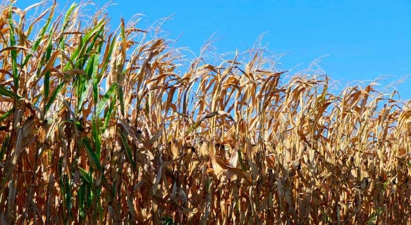 La sequía ya establecida que afecta a los cultivos y la hacienda, se complica más por las extremas temperaturas