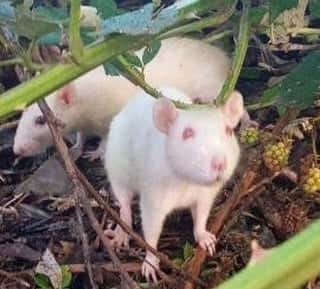 Encontraron a dos ratas de laboratorio en el Parque del Origen