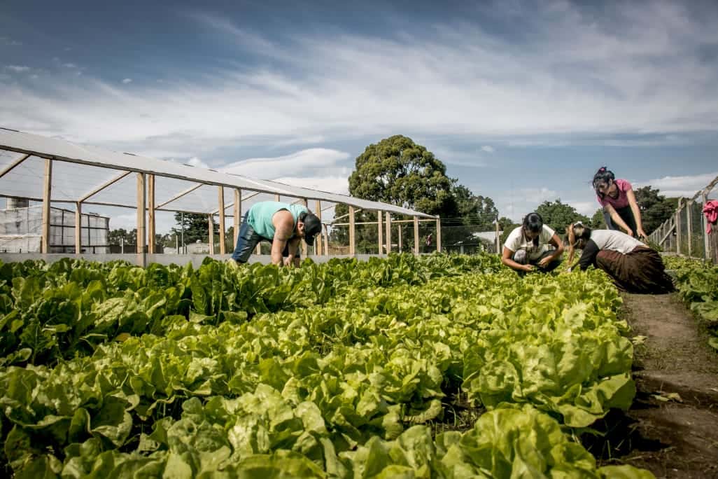 Se realizará este miércoles el primer "verdurazo agroecológico" en Tandil