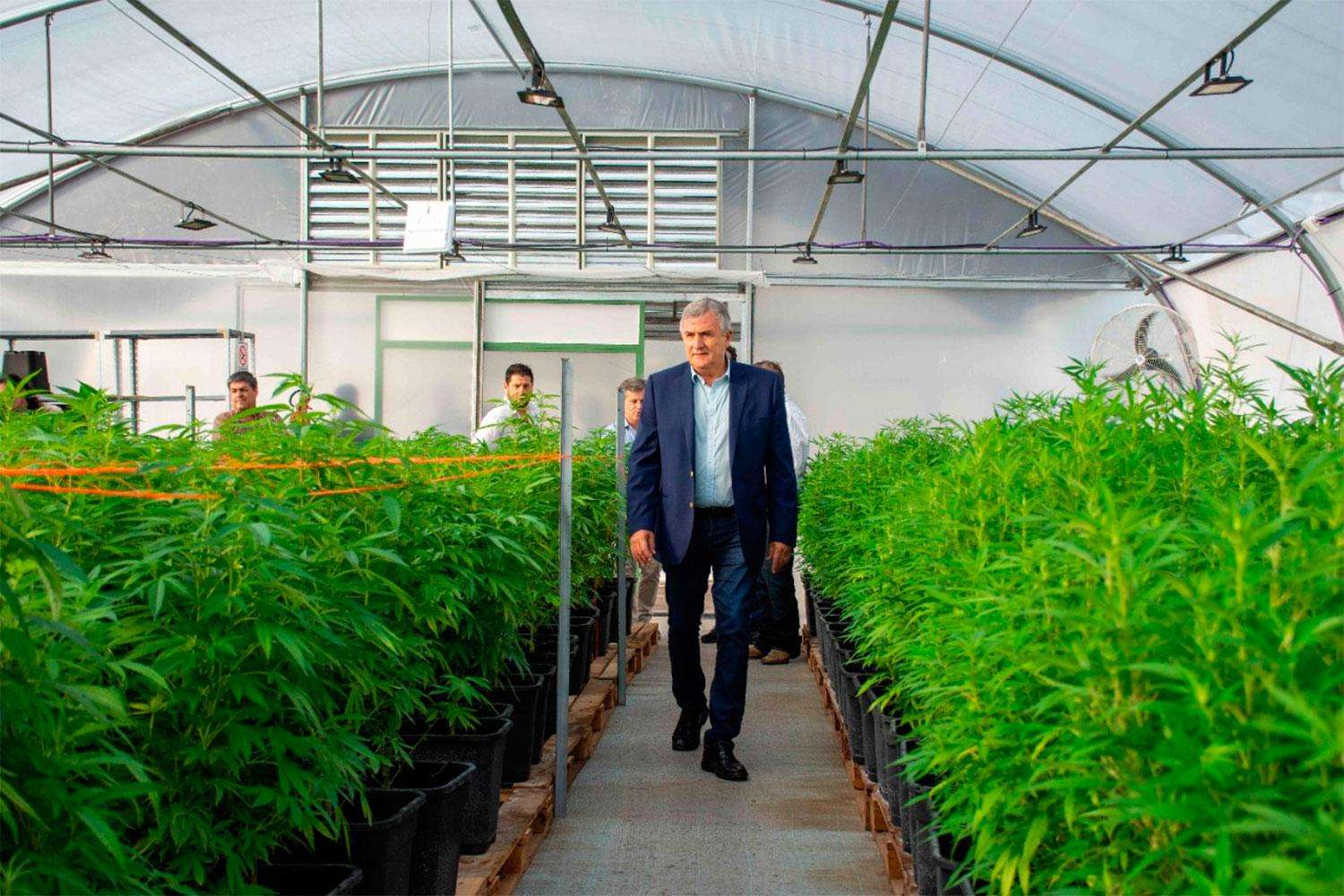 Inició la cosecha de cannabis medicinal "más importante de Latinoamérica"