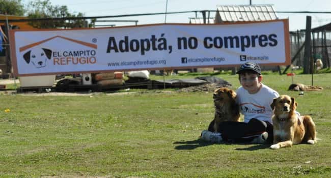 Lanzan la primera plataforma de adopción de perros de la Argentina