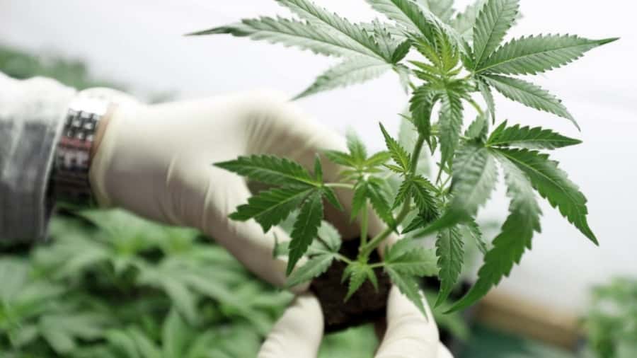 El gobierno promulgó la ley de cannabis medicinal y cáñamo industrial