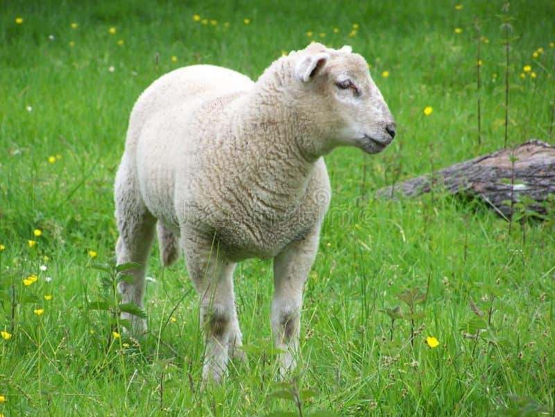 Alarma por el robo de corderos no aptos para consumo de las instalaciones del INTA Balcarce