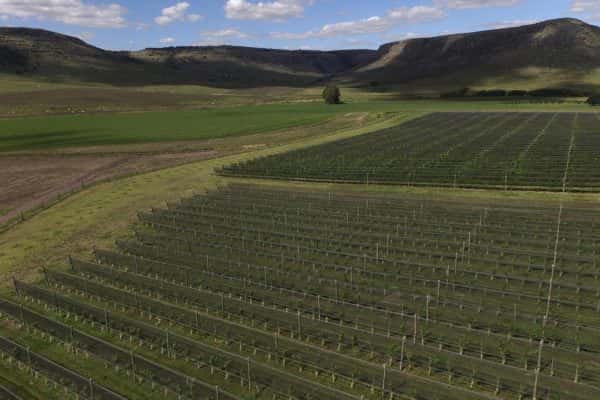 Balcarce pasa a ser geografía destacada para la producción de vino de alta gama
