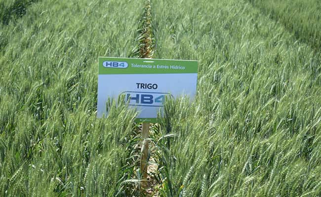 Tras la apelación de la Provincia, la prohibición de trigo HB4 quedó sin efecto