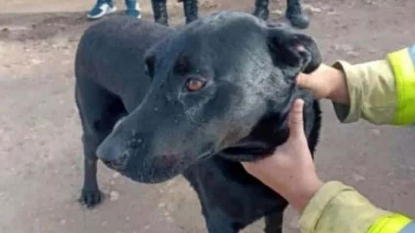 "Encontramos a uno de los perros", confirmó la familia de Matías Bigliante