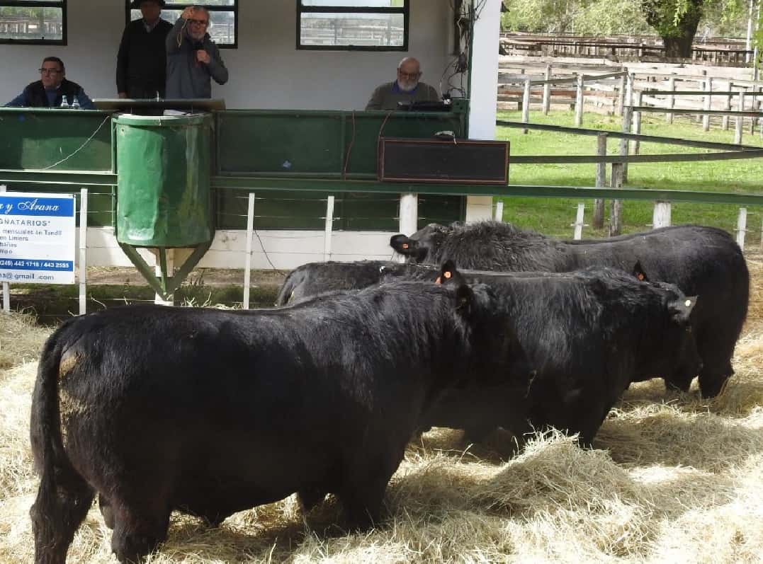 Un toro de Los Belchas fue vendido a 3,2 millones de pesos.