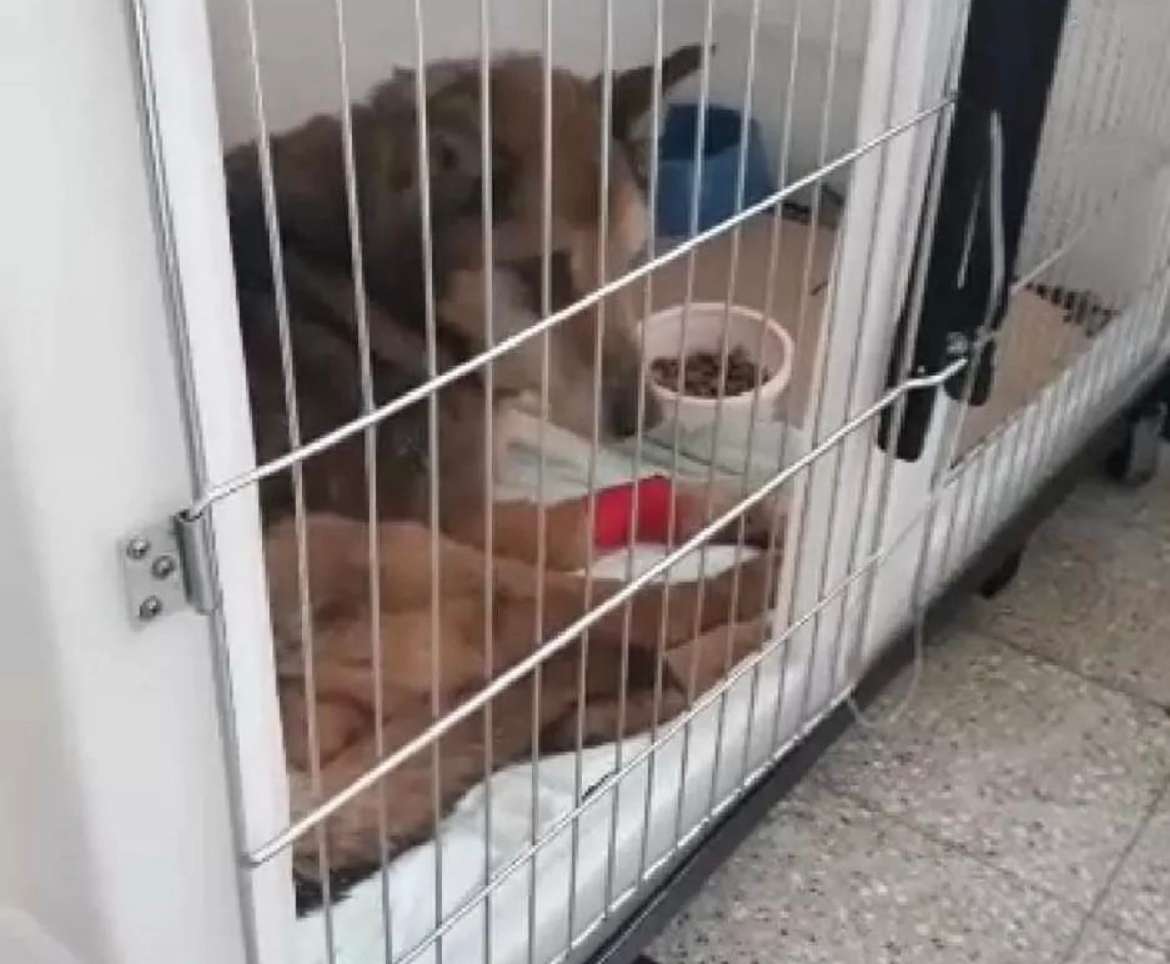 Rescataron a un perro que había sido tirado en una bolsa al Relleno Sanitario