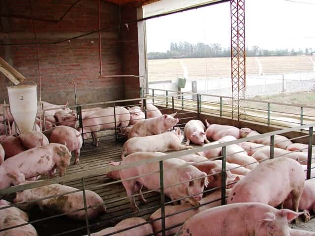 El consumo de carne porcina se multiplicó por tres en 15 años