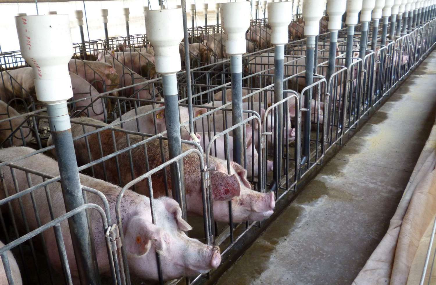 El gobierno bonaerense abrió convocatoria a líneas de financiamiento para el sector porcino