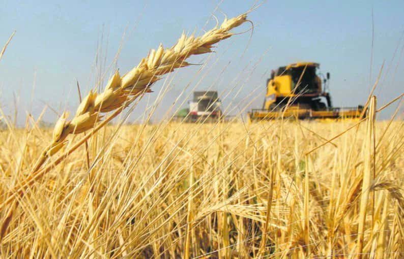 Un mapa digital permite potenciar al trigo y otros cereales invernales