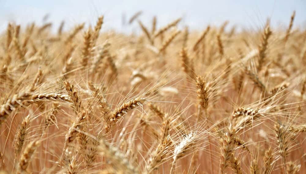 Por la sequía, la superficie destinada a trigo es la más baja en ocho años