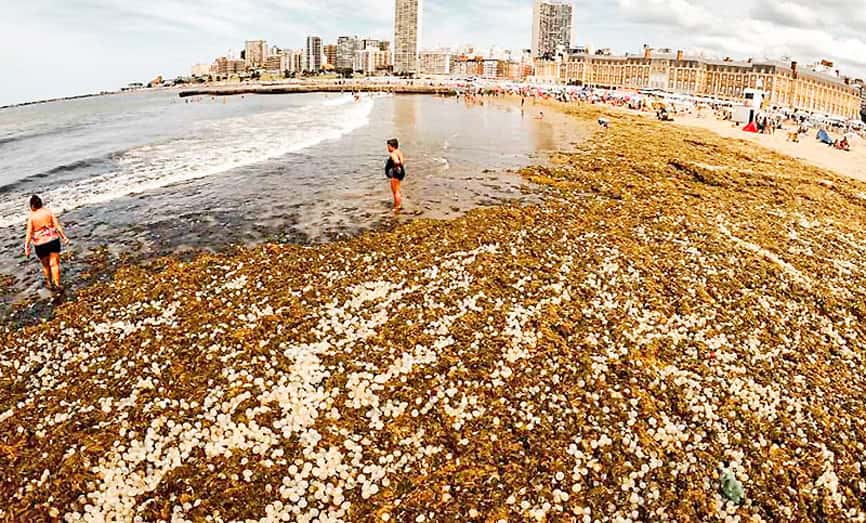 La playa céntrica popular de Mar del Plata fue invadida por algas y cápsulas de caracoles marinos