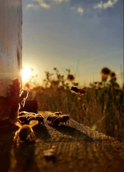 Apilab, lider en apicultura en Argentina y la región.
