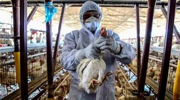 En los últimos 20 años, sólo hubo 860 casos de gripe aviar en humanos