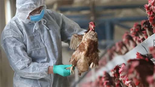 Aislaron a una familia y sacrificaron animales por un caso de gripe aviar