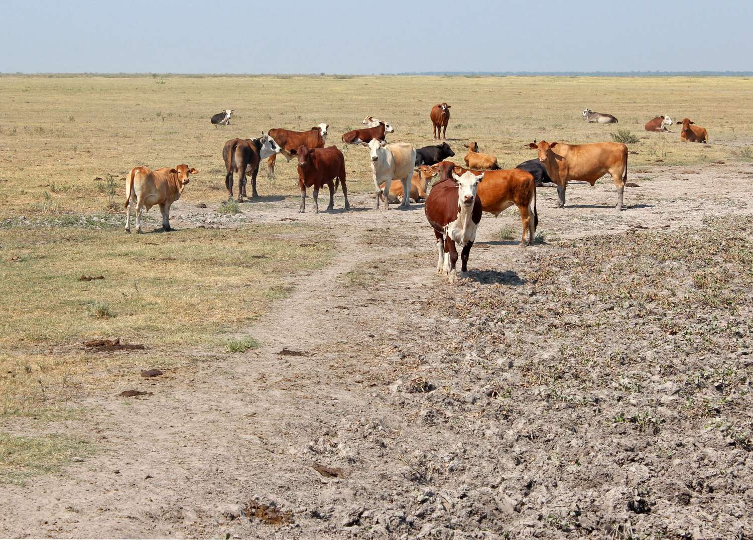 Qué dicen los datos disponibles sobre los efectos de la sequía que afectó al país