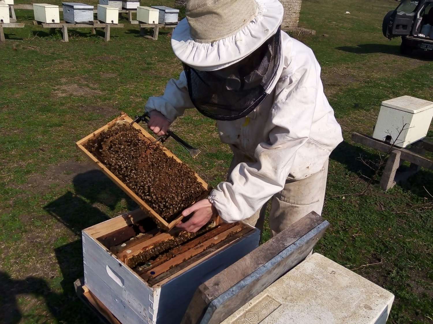 La genética de las abejas reinas y su importancia para mejorar los rindes de la colmena