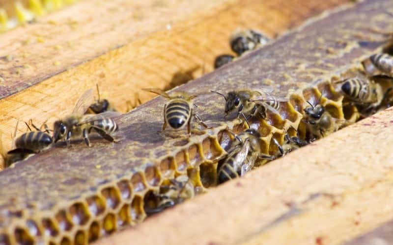 ECO CAMPO: La sanidad del apiario es una cuestión central al momento de la productividad
