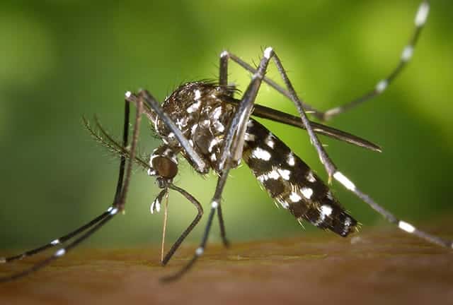El mosquito transmisor del dengue está en la ciudad pero no hay circulación viral ni infectados