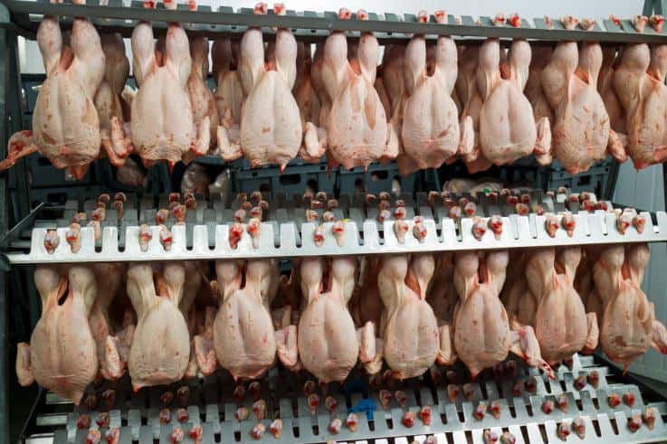 El precio del pollo se incrementó 40 por ciento debido a una baja en la producción
