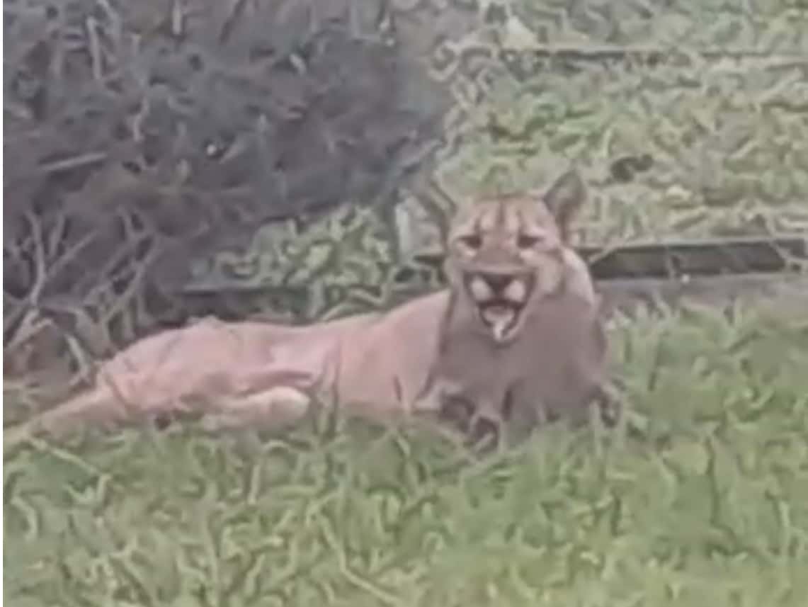 VIDEO: Alerta por la presencia de un puma en el patio de una casa de Tandil
