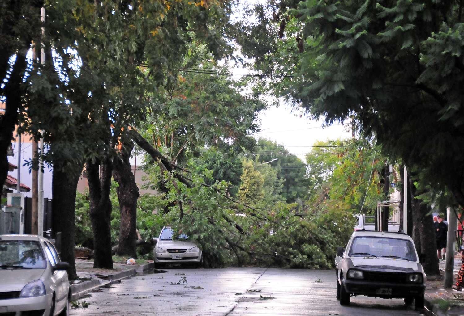 Caída de ramas y cortes de luz, las consecuencias de la tormenta