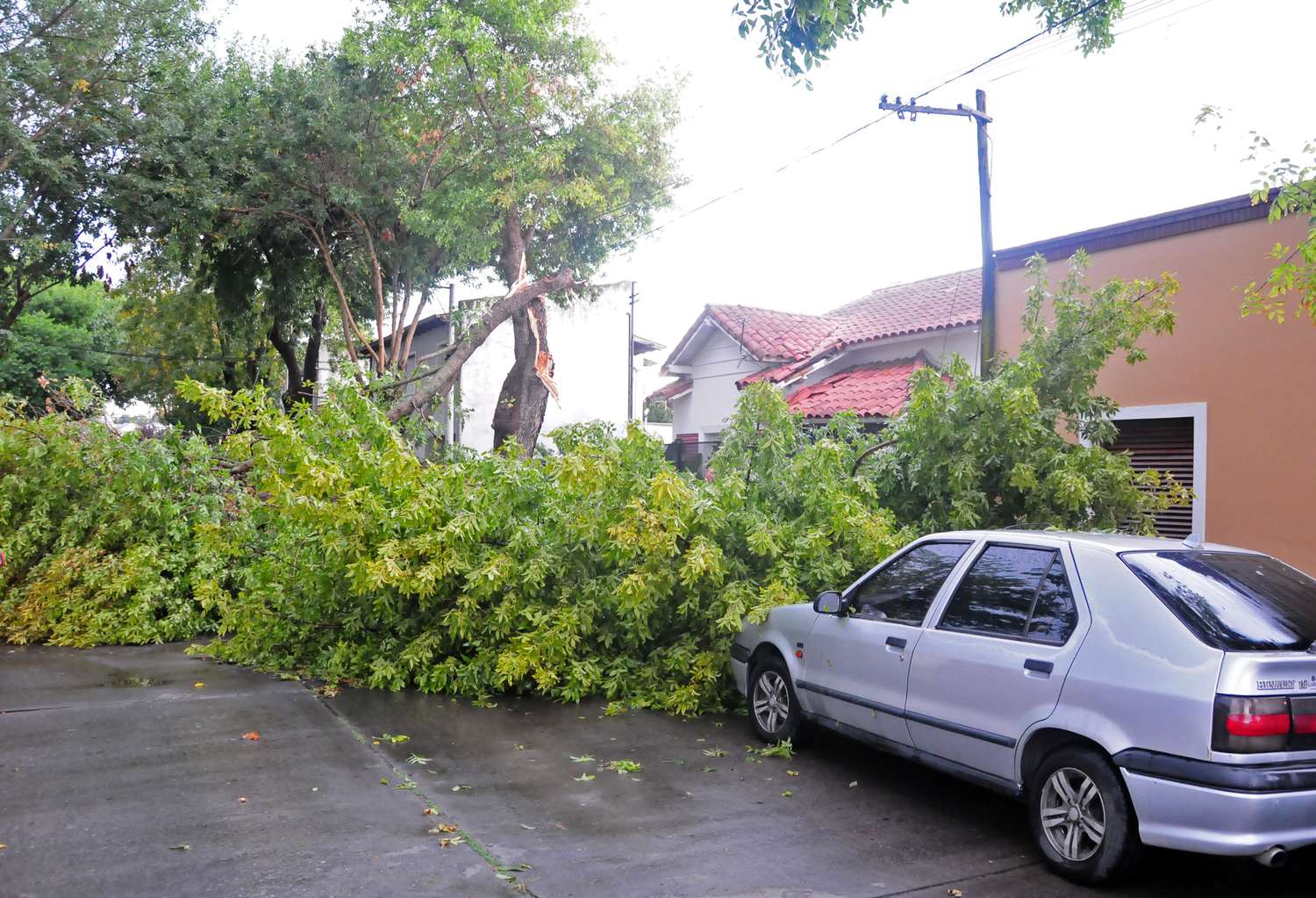 El temporal derribó varias ramas.