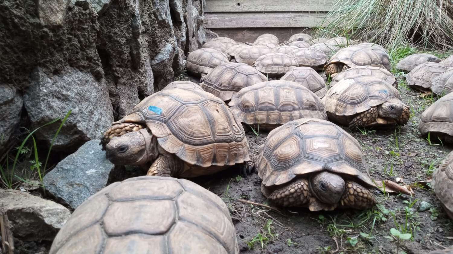 La Granja los Pibes recibió 83 tortugas recuperadas que iban destinadas al tráfico ilegal