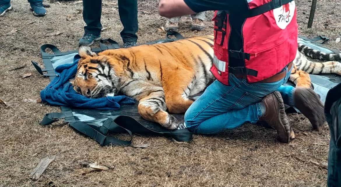 Rescataron a dos tigres de Bengala que estaban en cautiverio en Balcarce