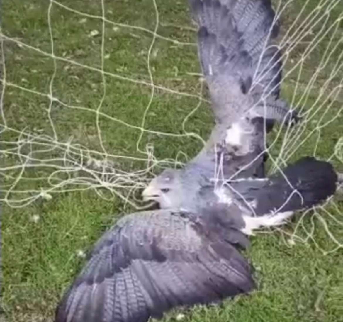 El animal había quedado atrapado en las redes de un arco de fútbol.